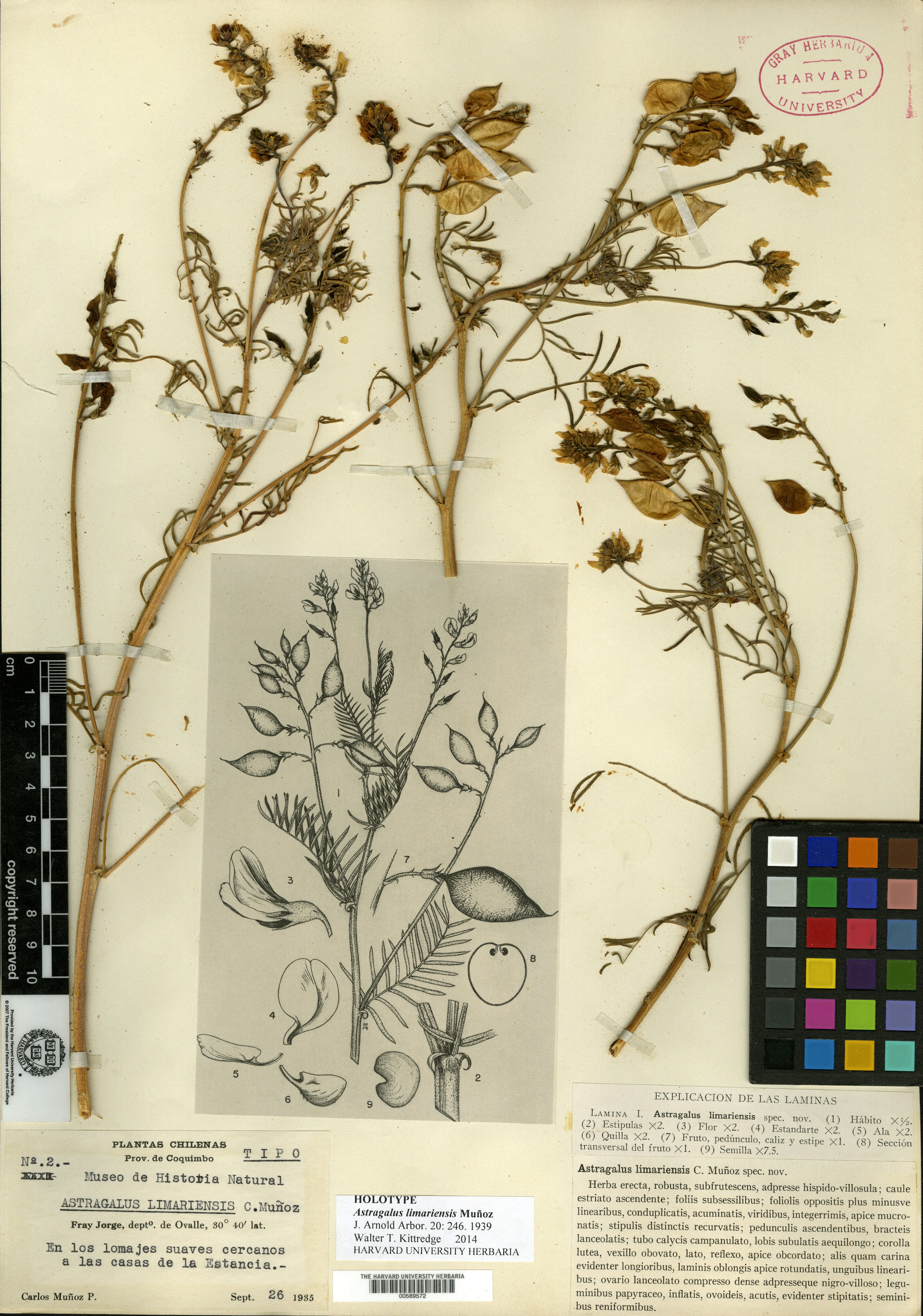 Astragalus densifolius subsp. densifolius image