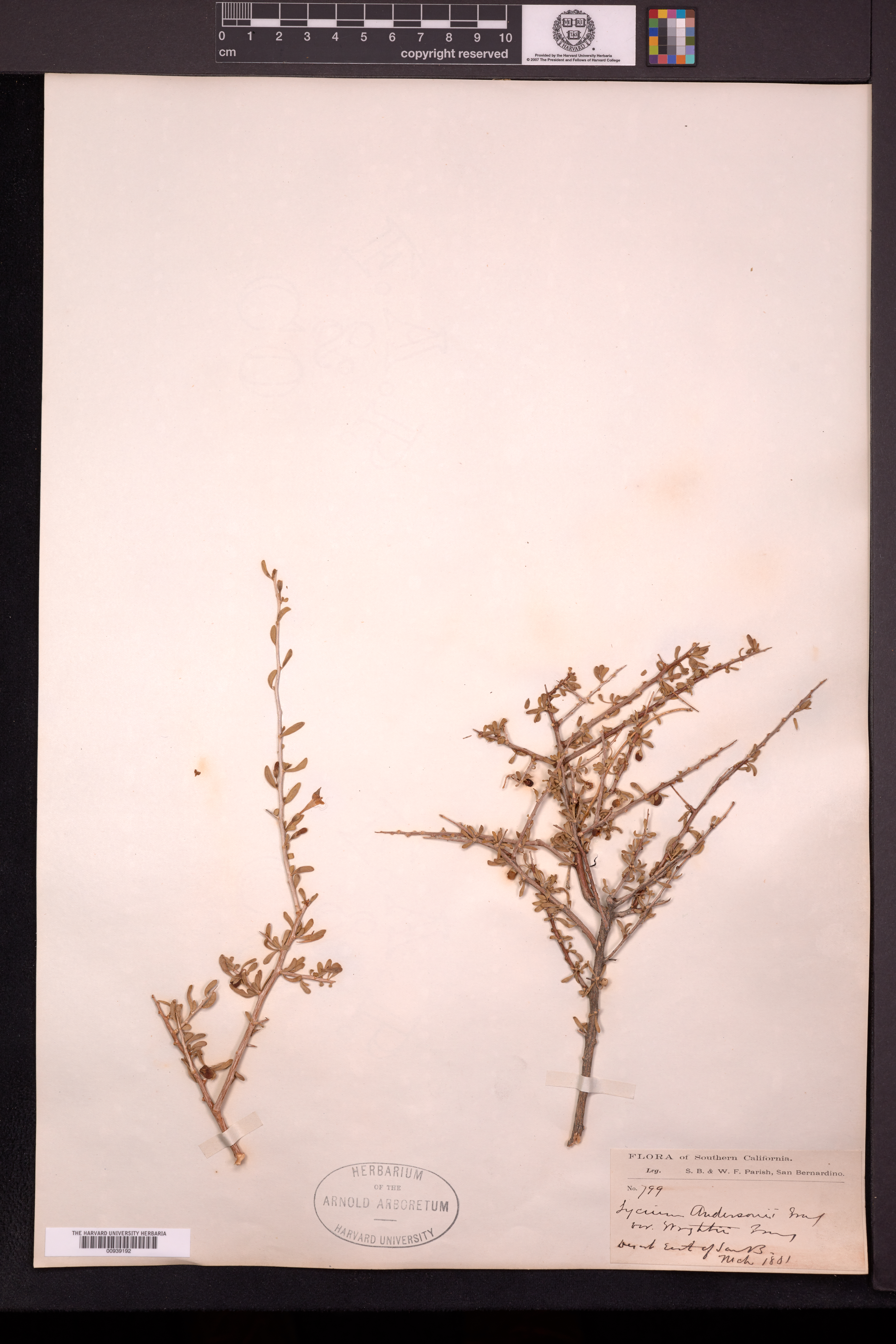Lycium andersonii var. wrightii image