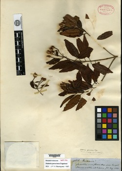 Killipia pedunculata image