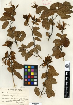 Bauhinia forficata subsp. pruinosa image