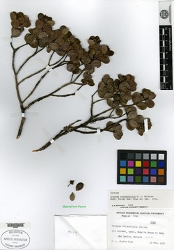 Buxus rotundifolia image