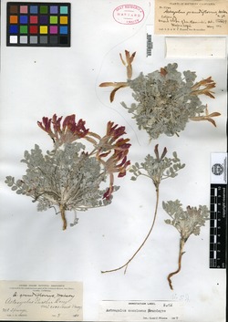 Astragalus grandiflorus image