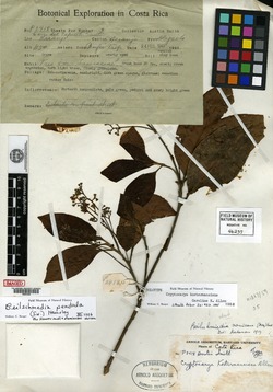Beilschmiedia costaricensis image