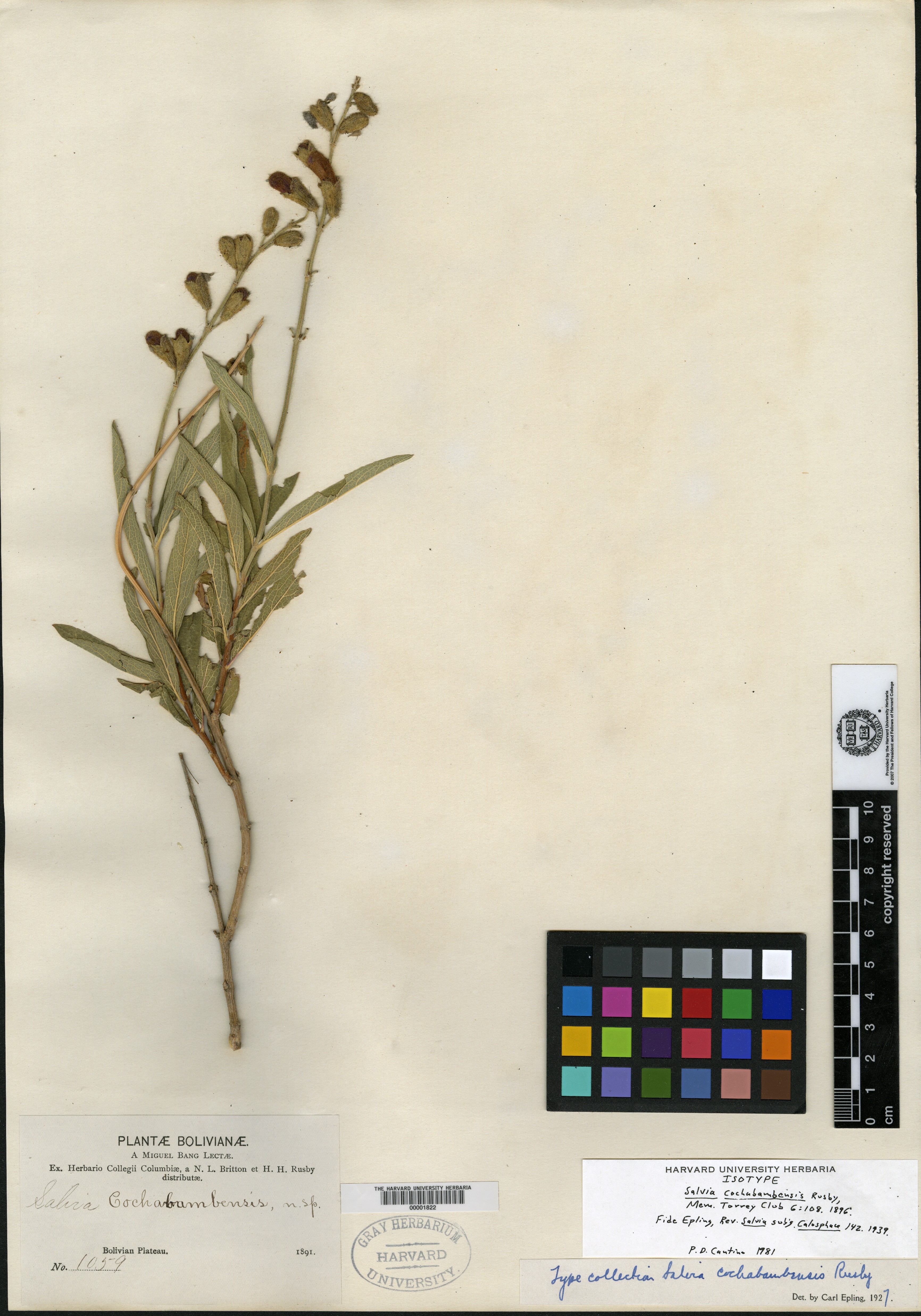 Salvia cochabambensis image