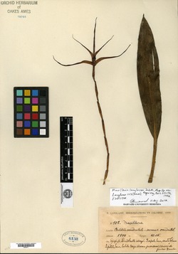 Maxillaria longissima image