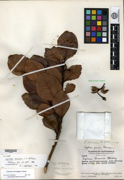 Gordonia coriacea image