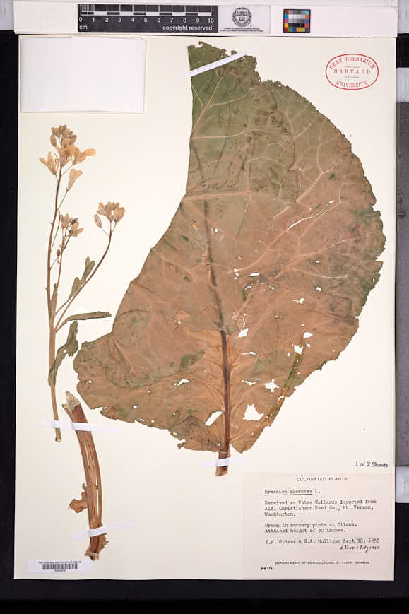 Brassica oleracea image