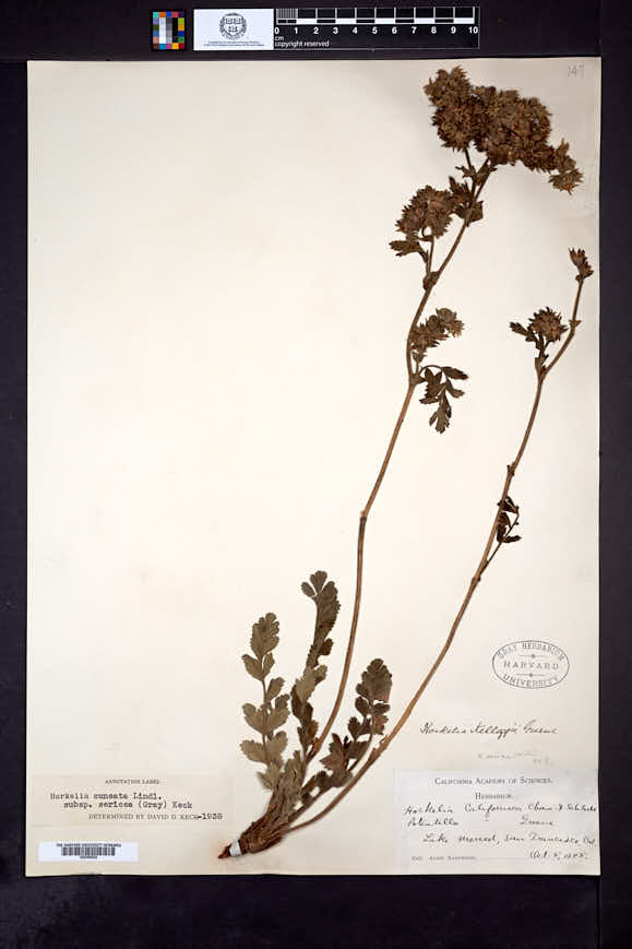 Horkelia cuneata subsp. sericea image