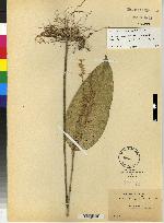 Specklinia exilis image
