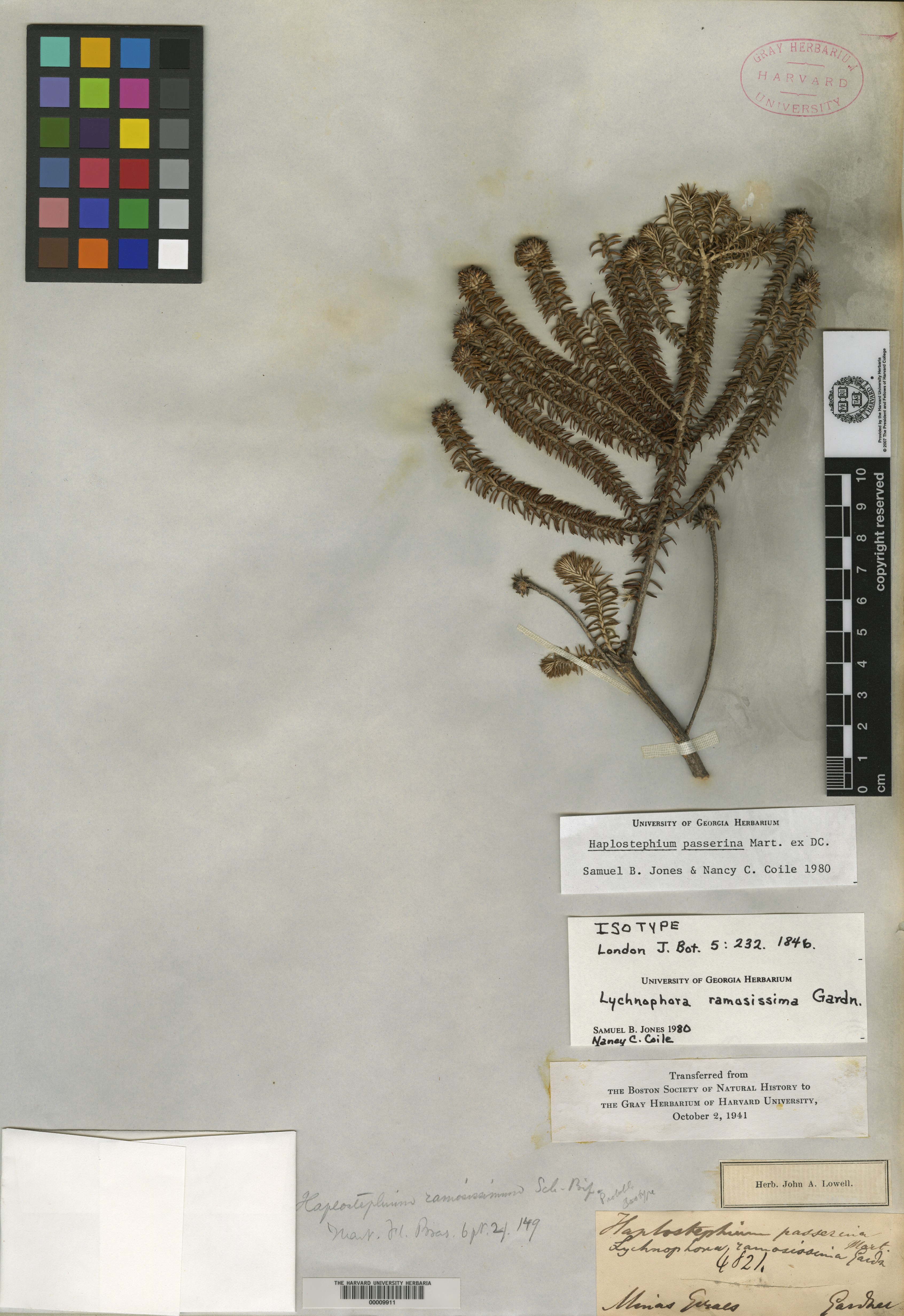 Lychnophora ramosissima image
