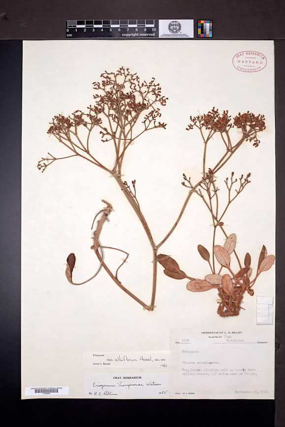 Eriogonum thompsoniae image