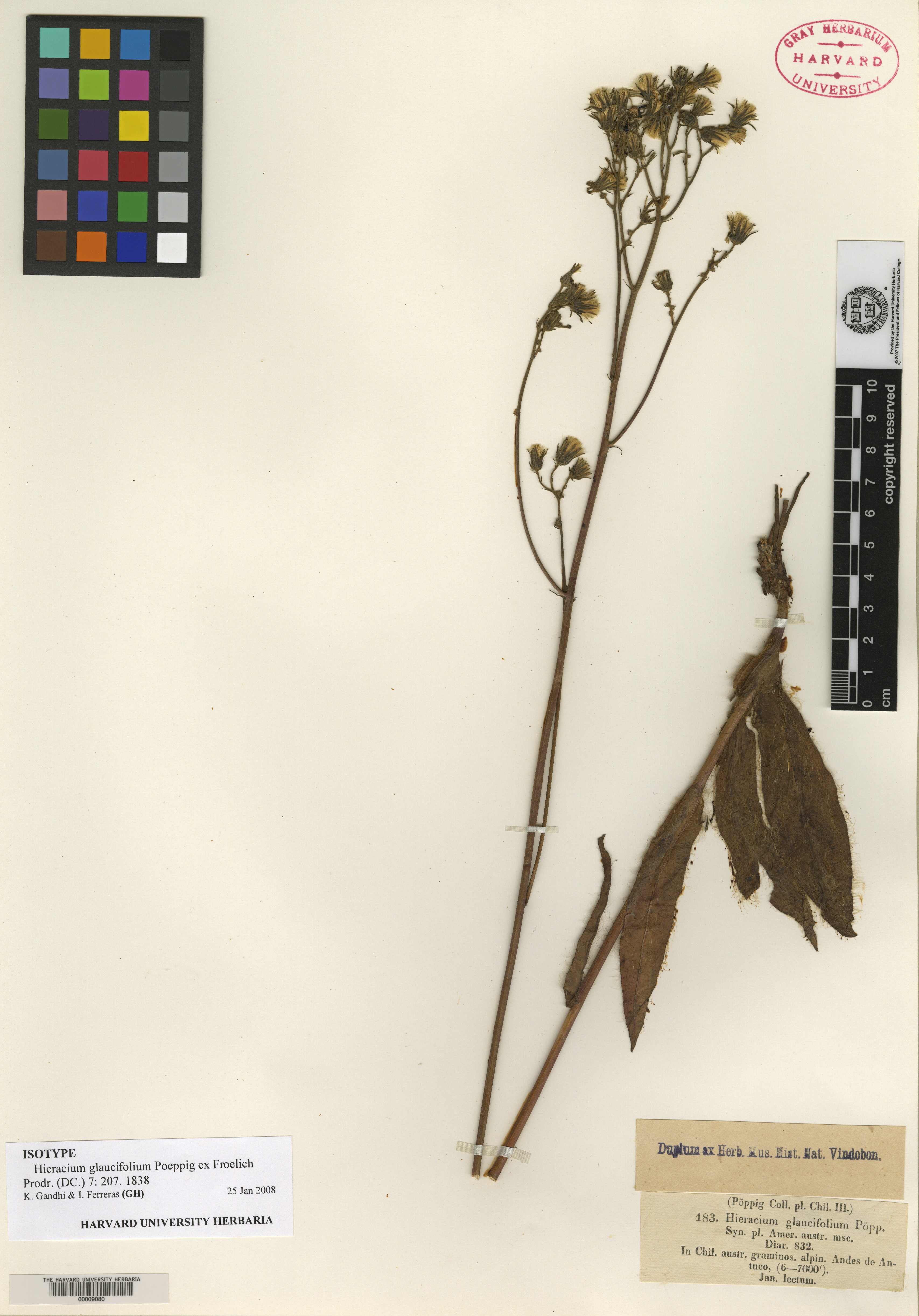 Hieracium glaucifolium image