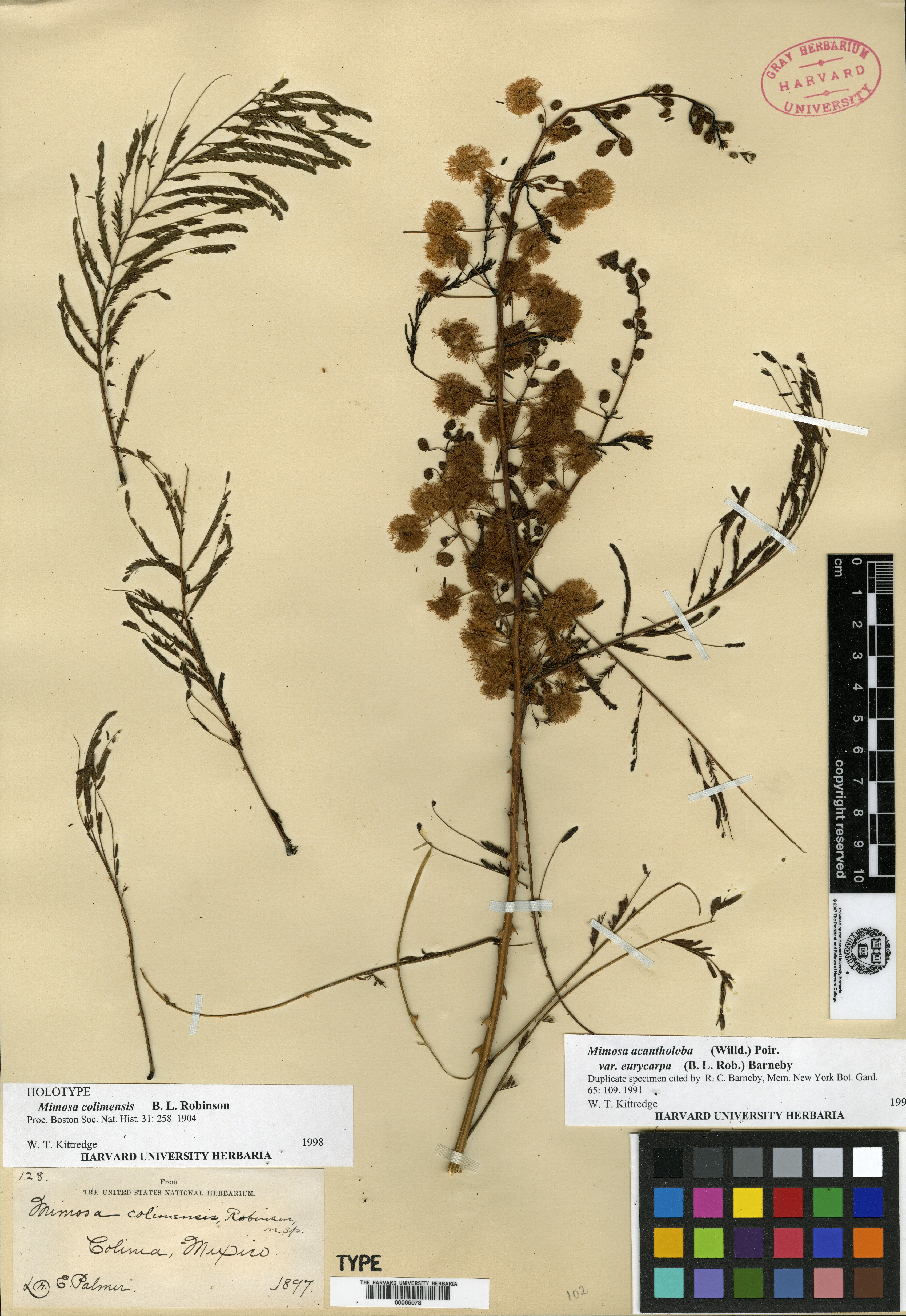 Mimosa colimensis image