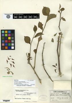 Euphorbia tithymaloides subsp. tithymaloides image