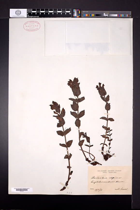Bartsia alpina image