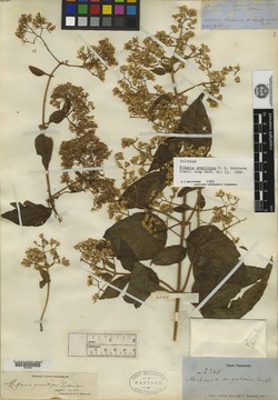 Mikania gracilipes image