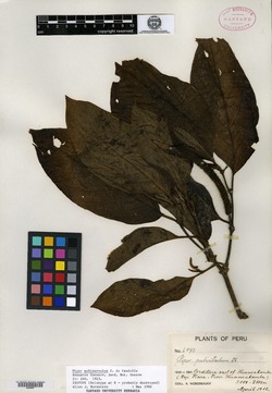 Piper pubinervulum image