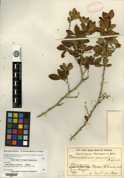 Pithecellobium spruceanum image