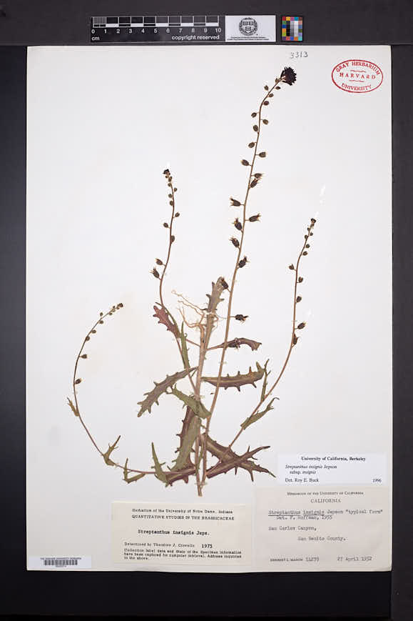 Streptanthus insignis image
