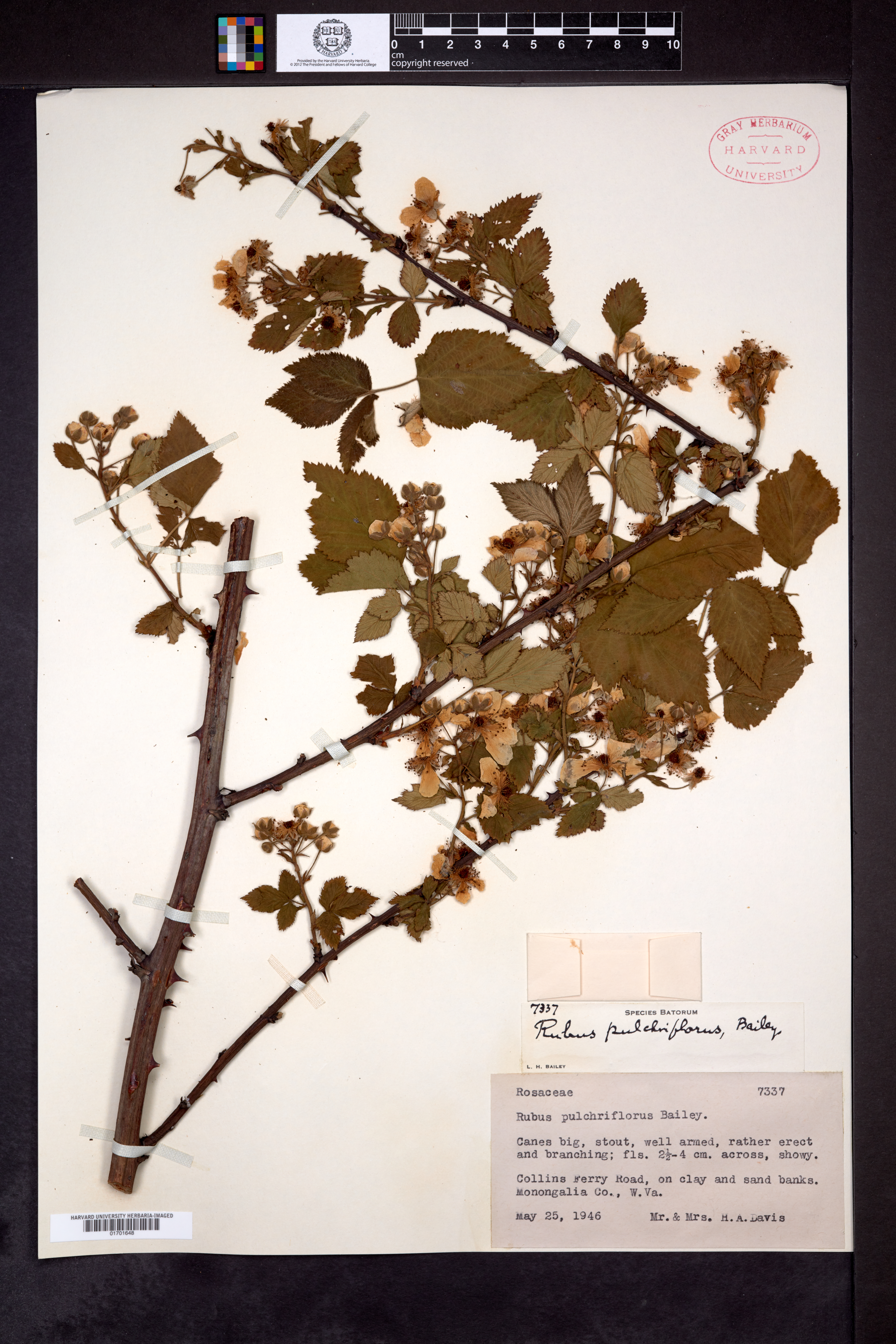 Rubus pulchriflorus image