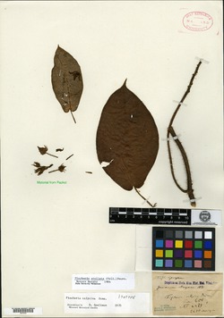 Fischeria calycina image