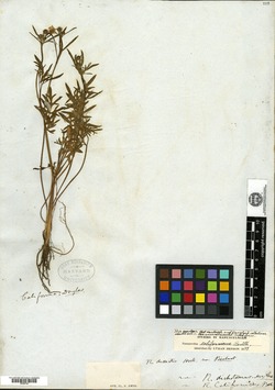 Ranunculus dissectus image