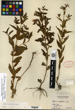 Comolia latifolia image
