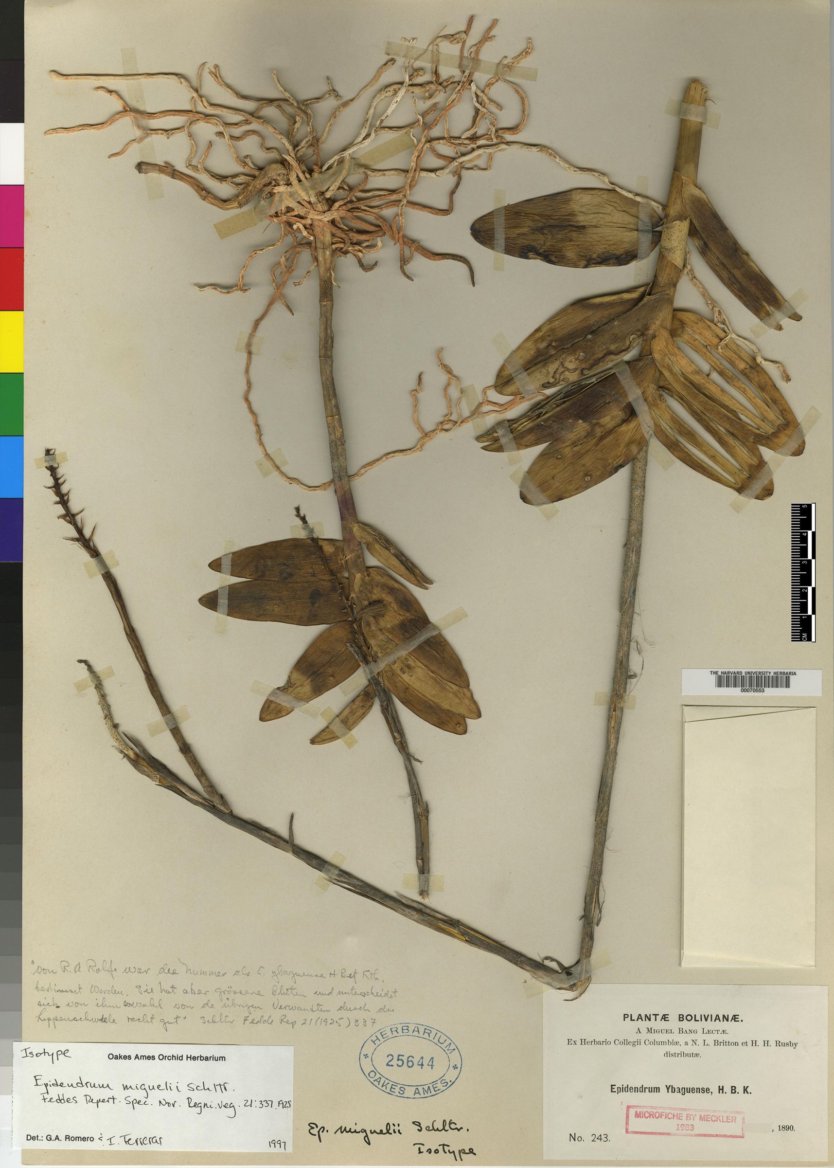Epidendrum muscicola image