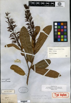 Vochysia oblongifolia image