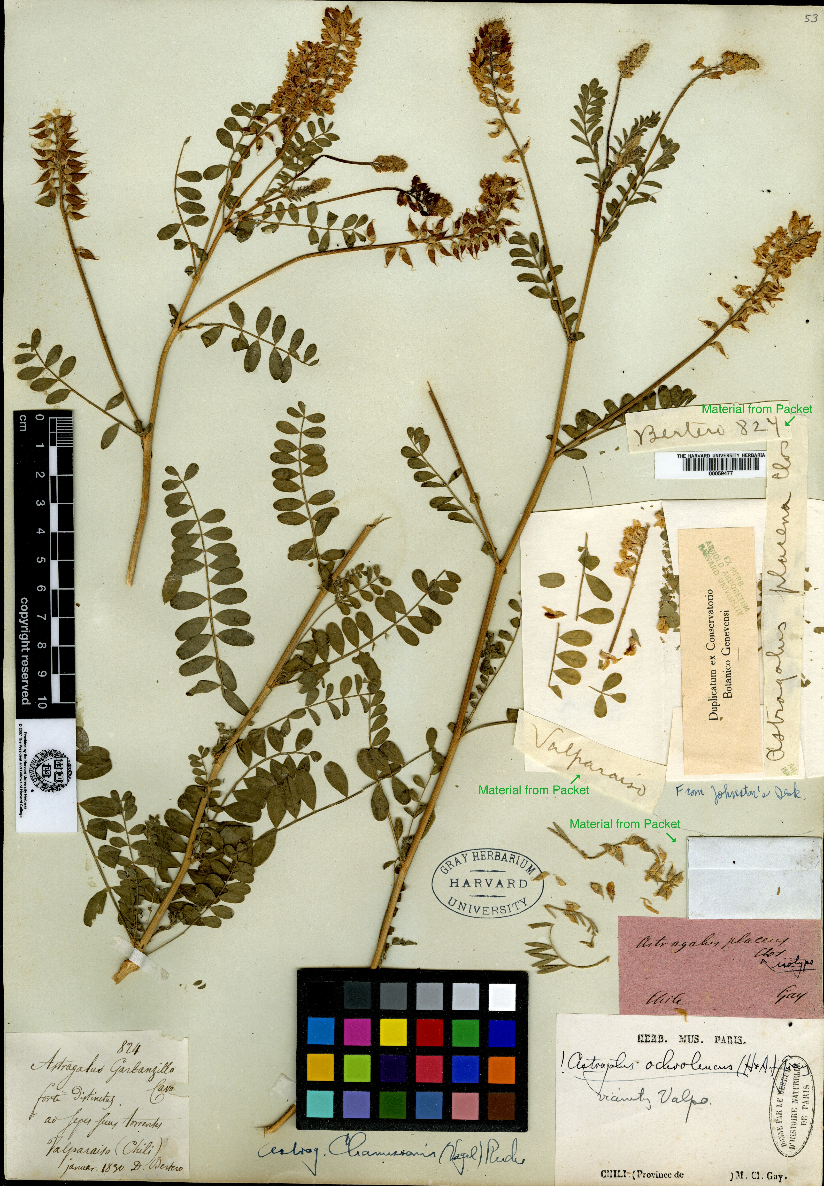 Astragalus caspicus subsp. pseudocaspius image