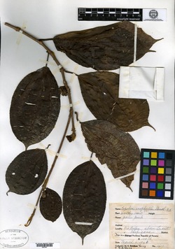 Topobea urophylla image