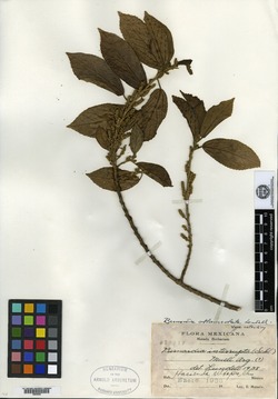 Bernardia oblanceolata image