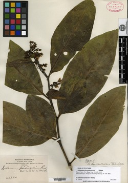 Solanum devernicascens image