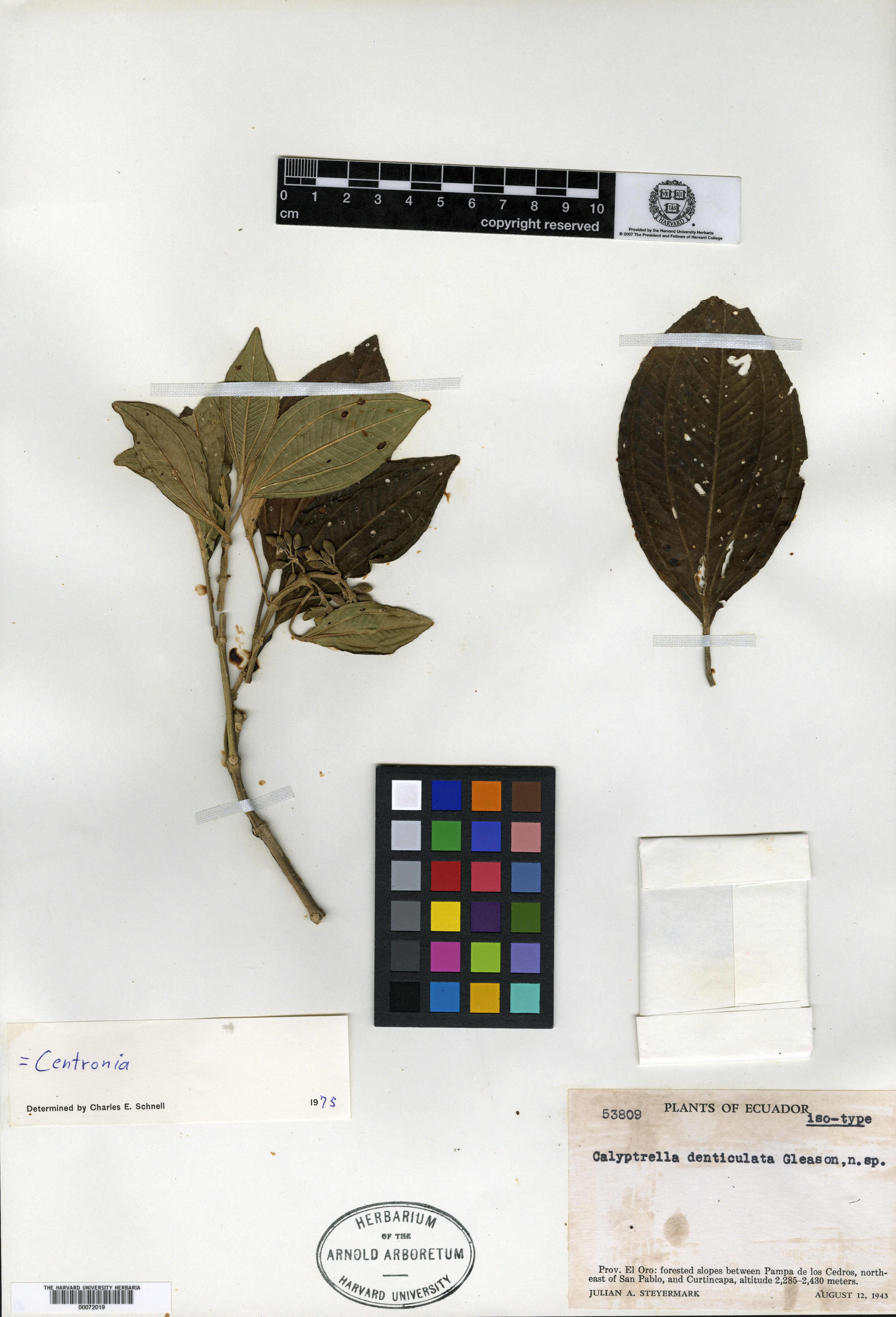Catanthera image