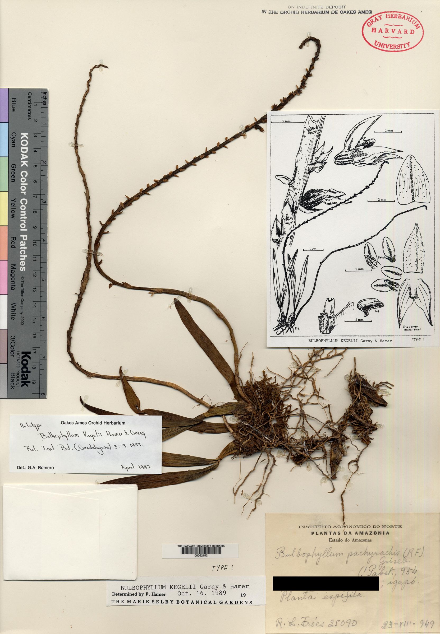Bulbophyllum leptoleucum image