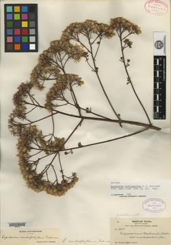 Ageratina cardiophylla image
