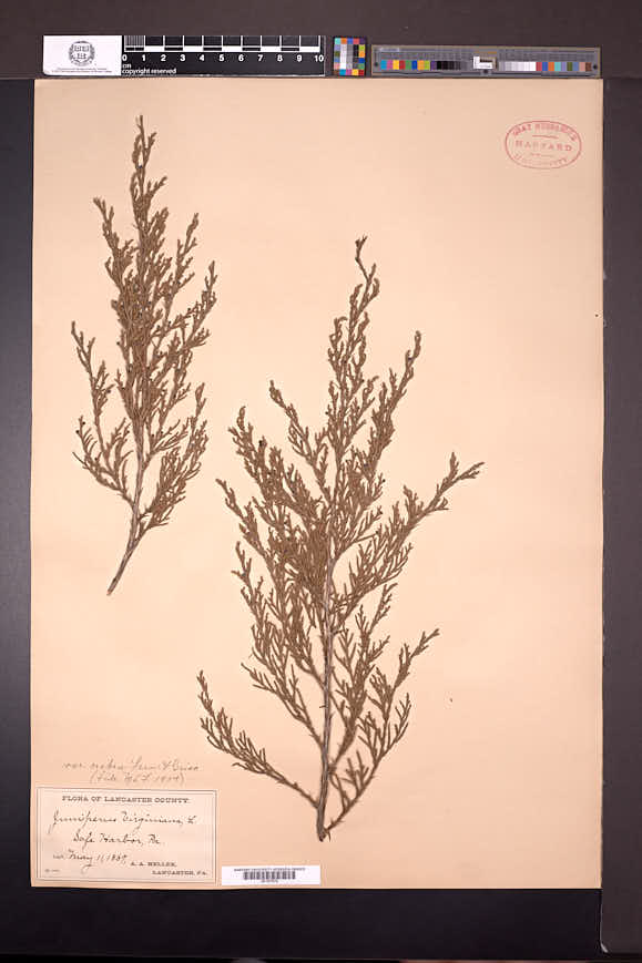 Juniperus virginiana var. crebra image