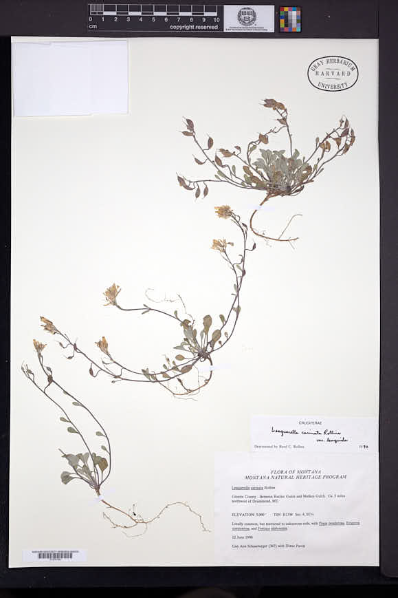 Physaria carinata image