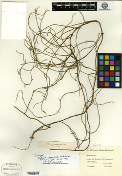 Orthosia stenophylla image