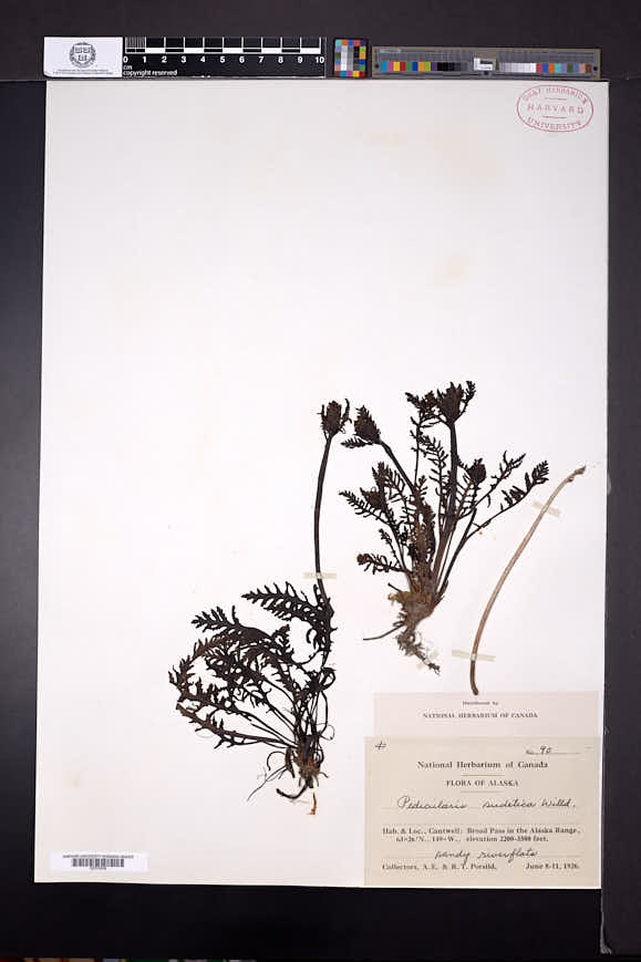 Pedicularis sudetica image