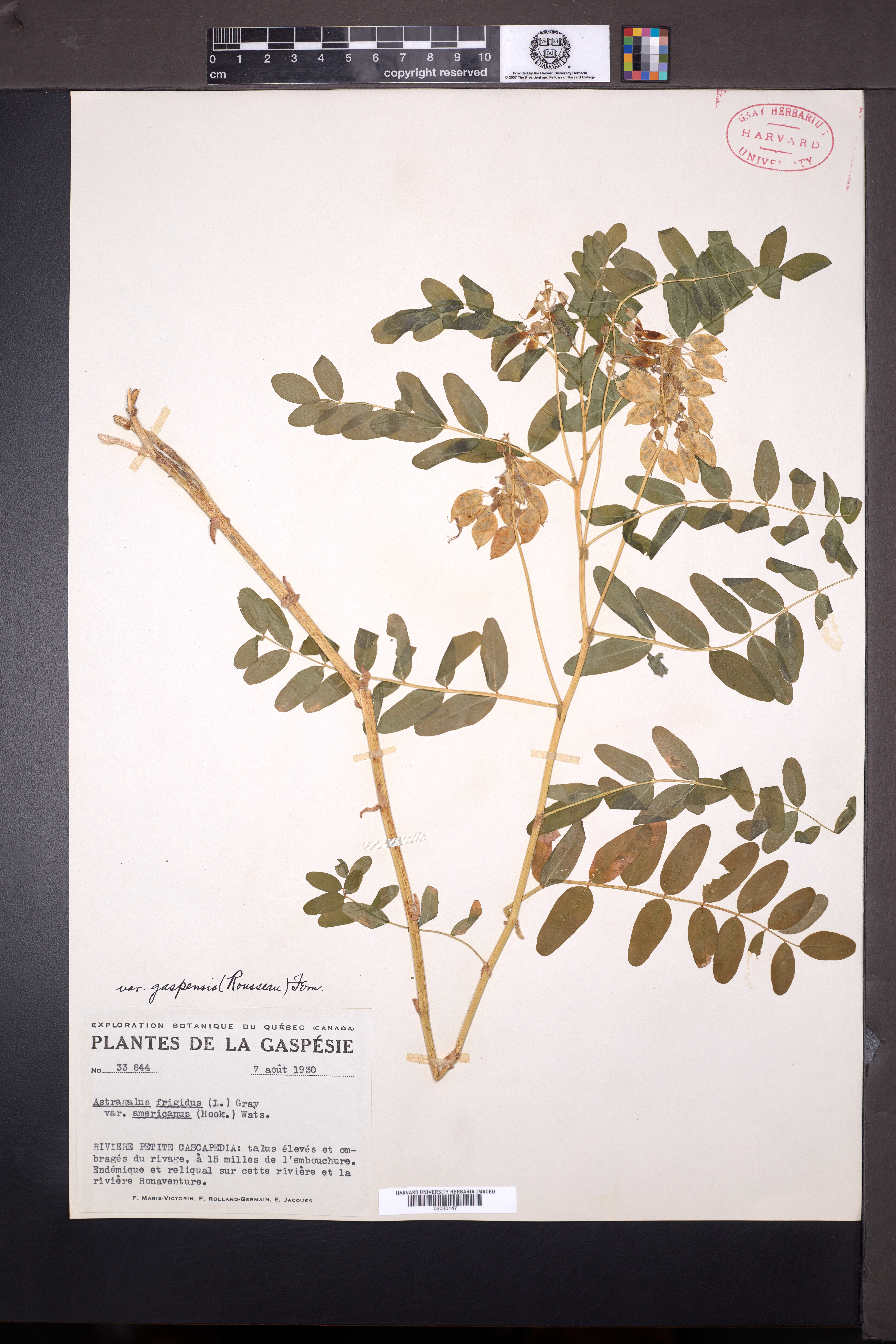 Astragalus umbellatus image