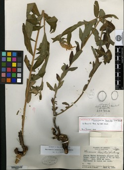 Lithospermum leonotis image