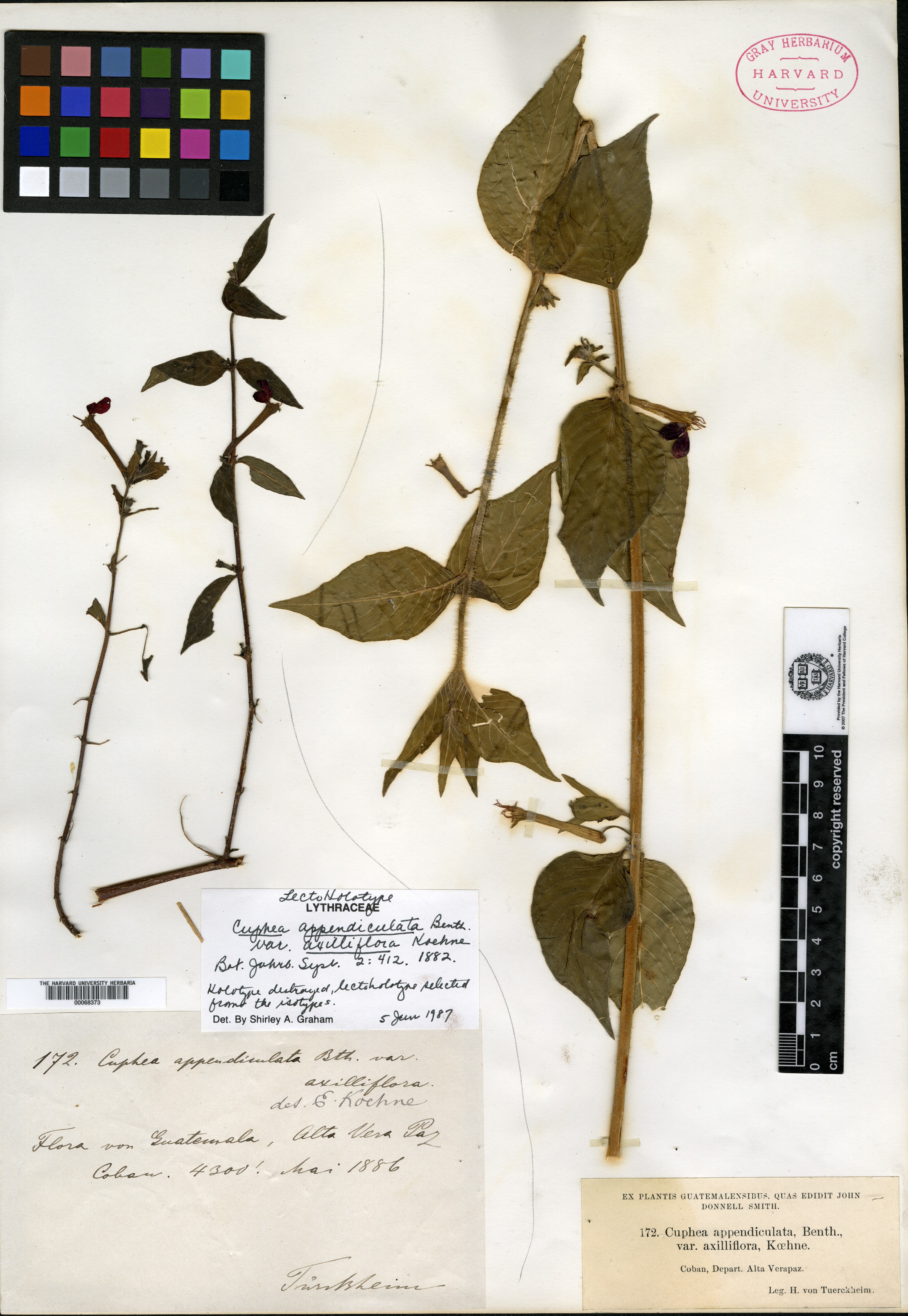 Cuphea axilliflora image