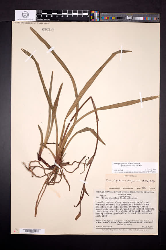 Phragmipedium klotzschianum image
