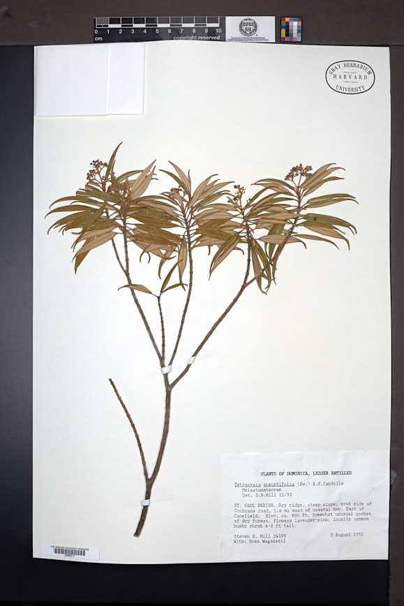 Tetrazygia angustifolia image