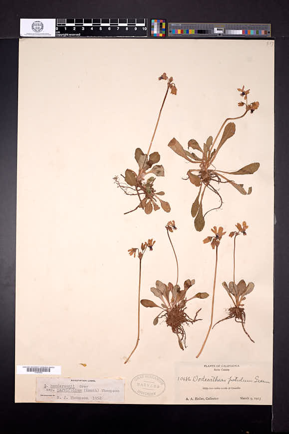 Dodecatheon hendersonii subsp. parvifolium image