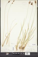 Carex atratiformis image