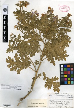 Solanum tenuipes var. latisectum image