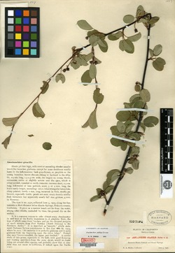Amelanchier gracilis image