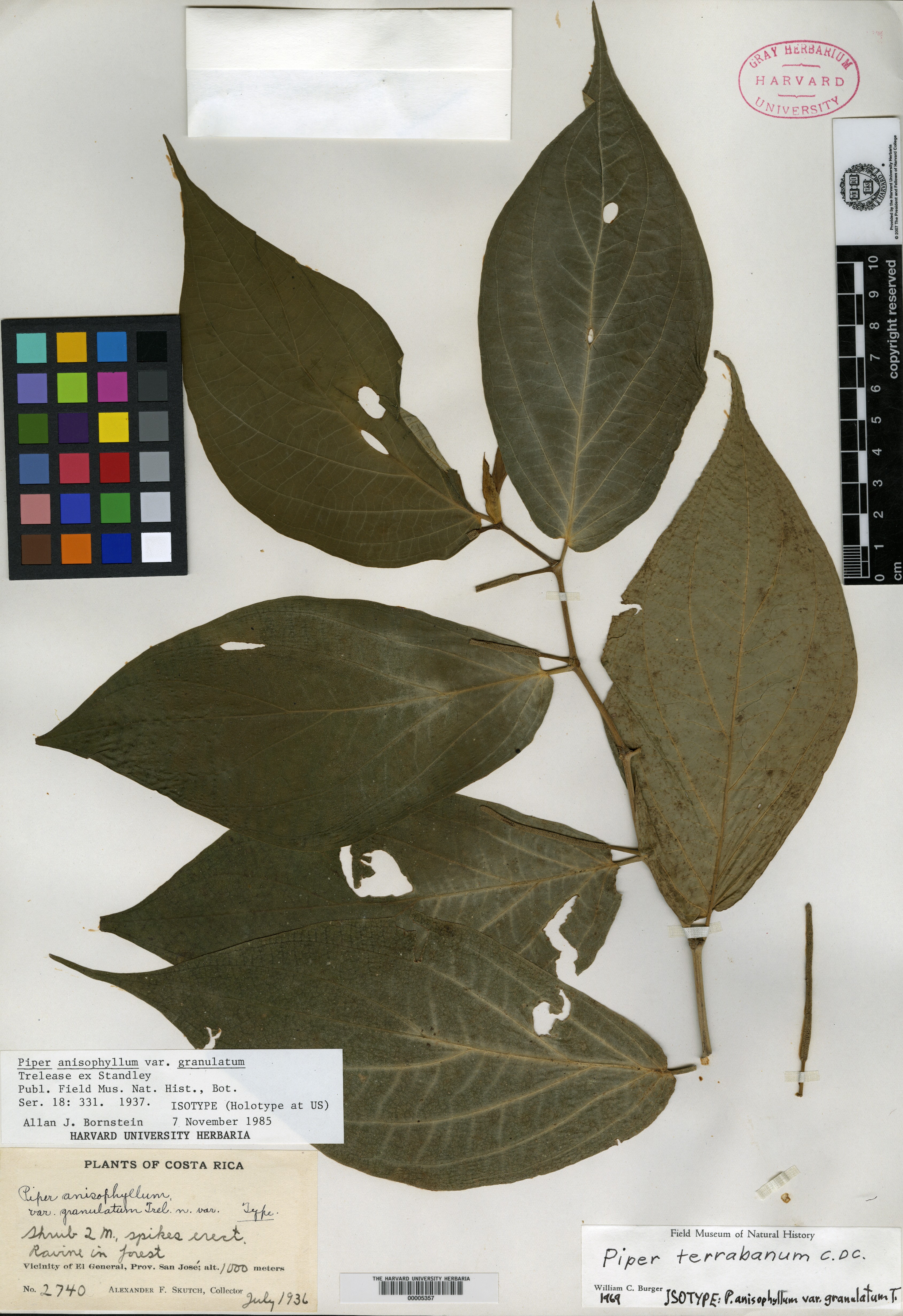 Piper anisophyllum image